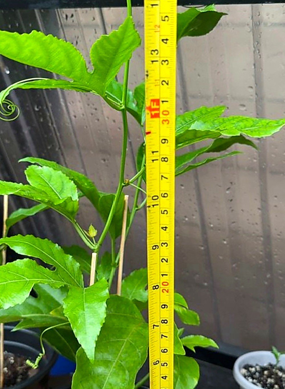 Passion fruit plant measured beside a tape showing the plant height