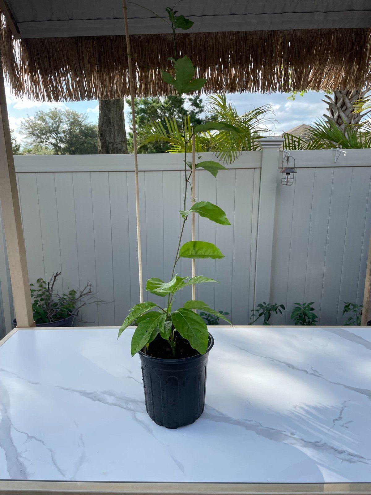 Tall purple passion fruit starter plant shown from the bottom of the pot to the top leaf