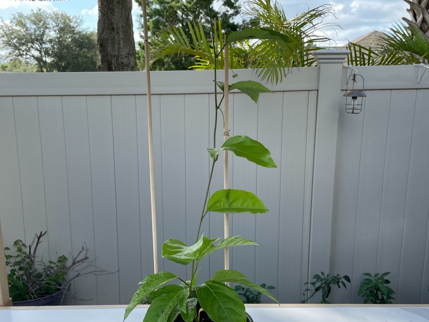 Greenhouse-grown passion fruit starter plant option for Orlando Florida customers from John’s Passion Fruit Express