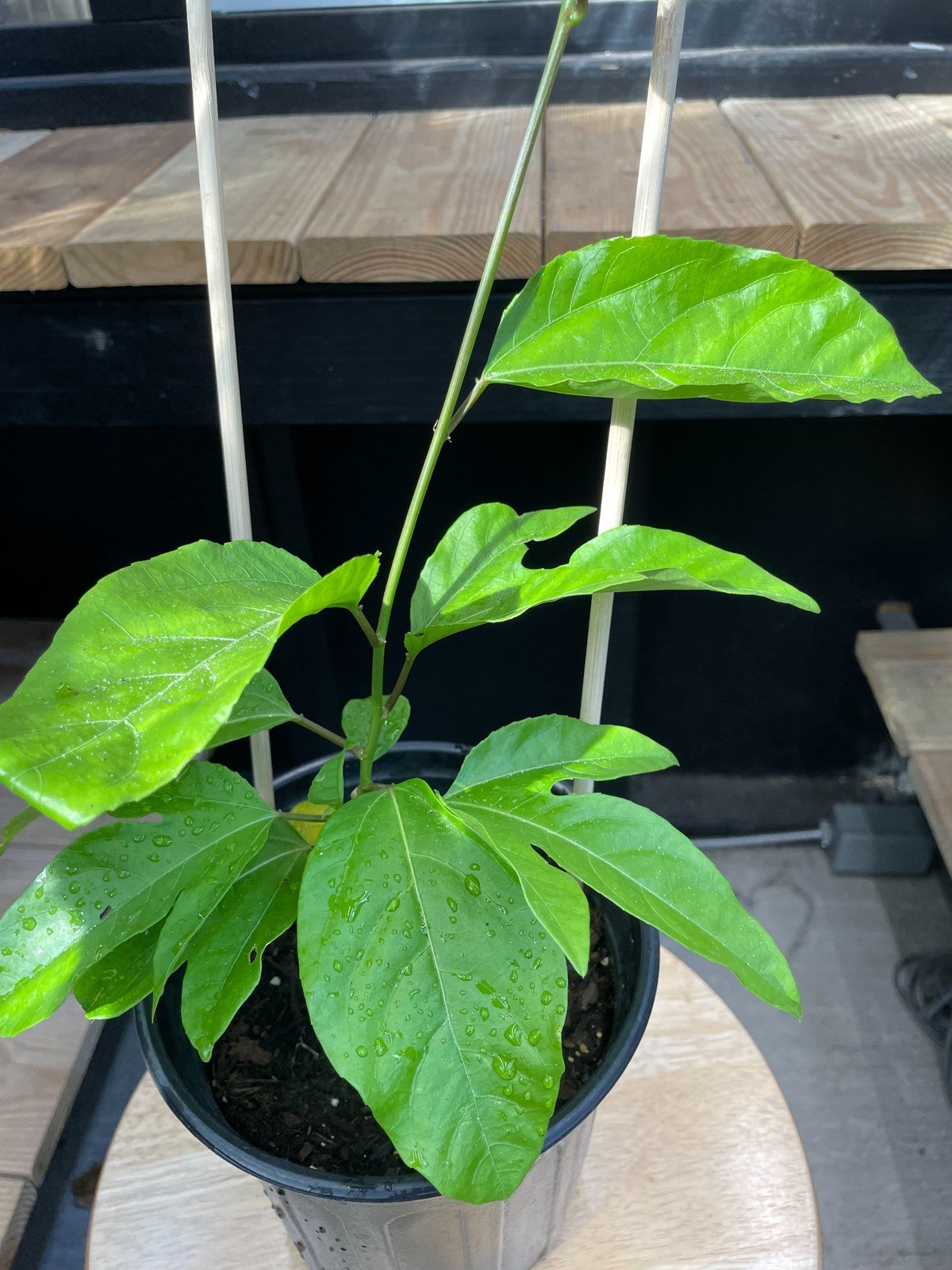 Young passion fruit vine with upright growth ready for support training