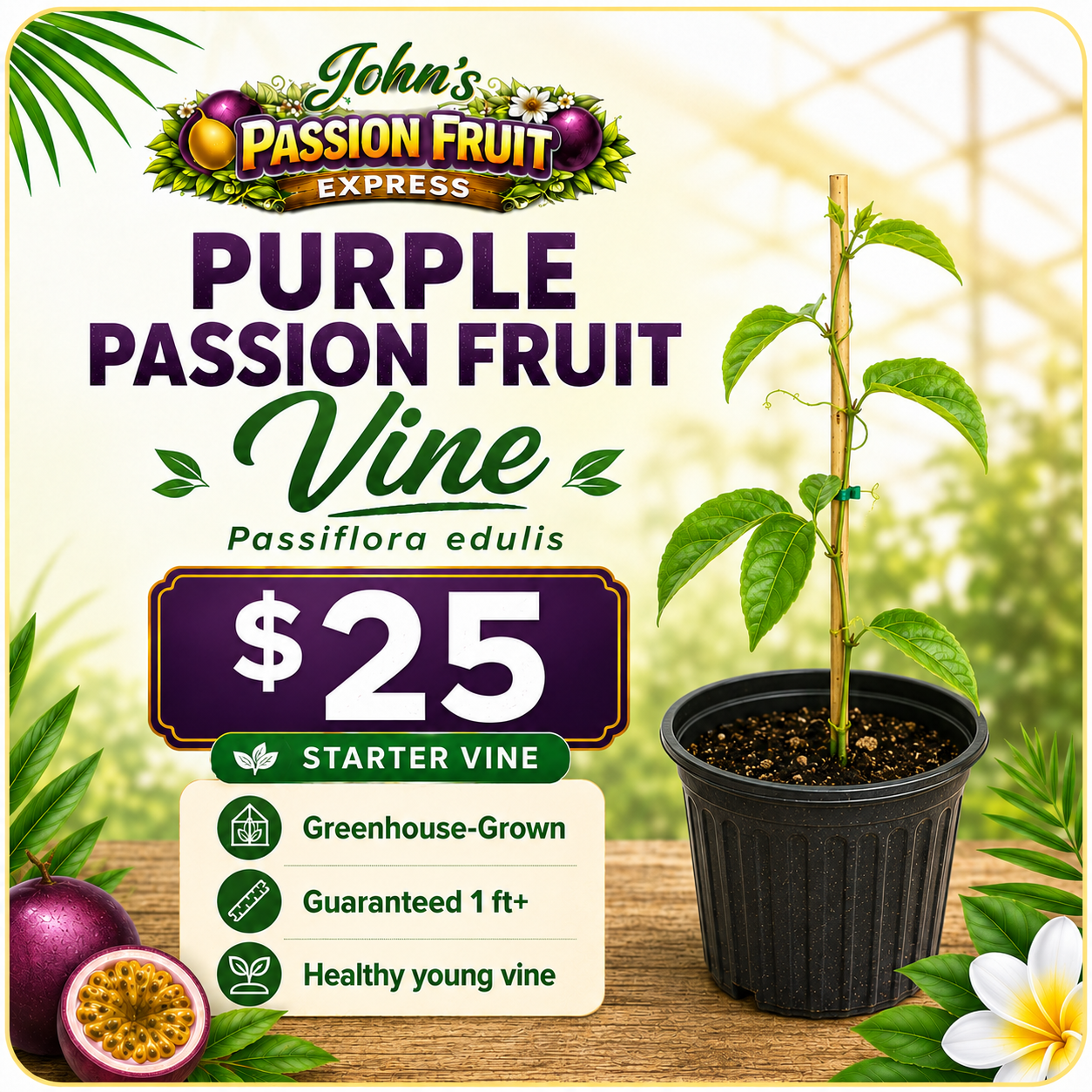 premium passion fruit plant – greenhouse grown starter vine