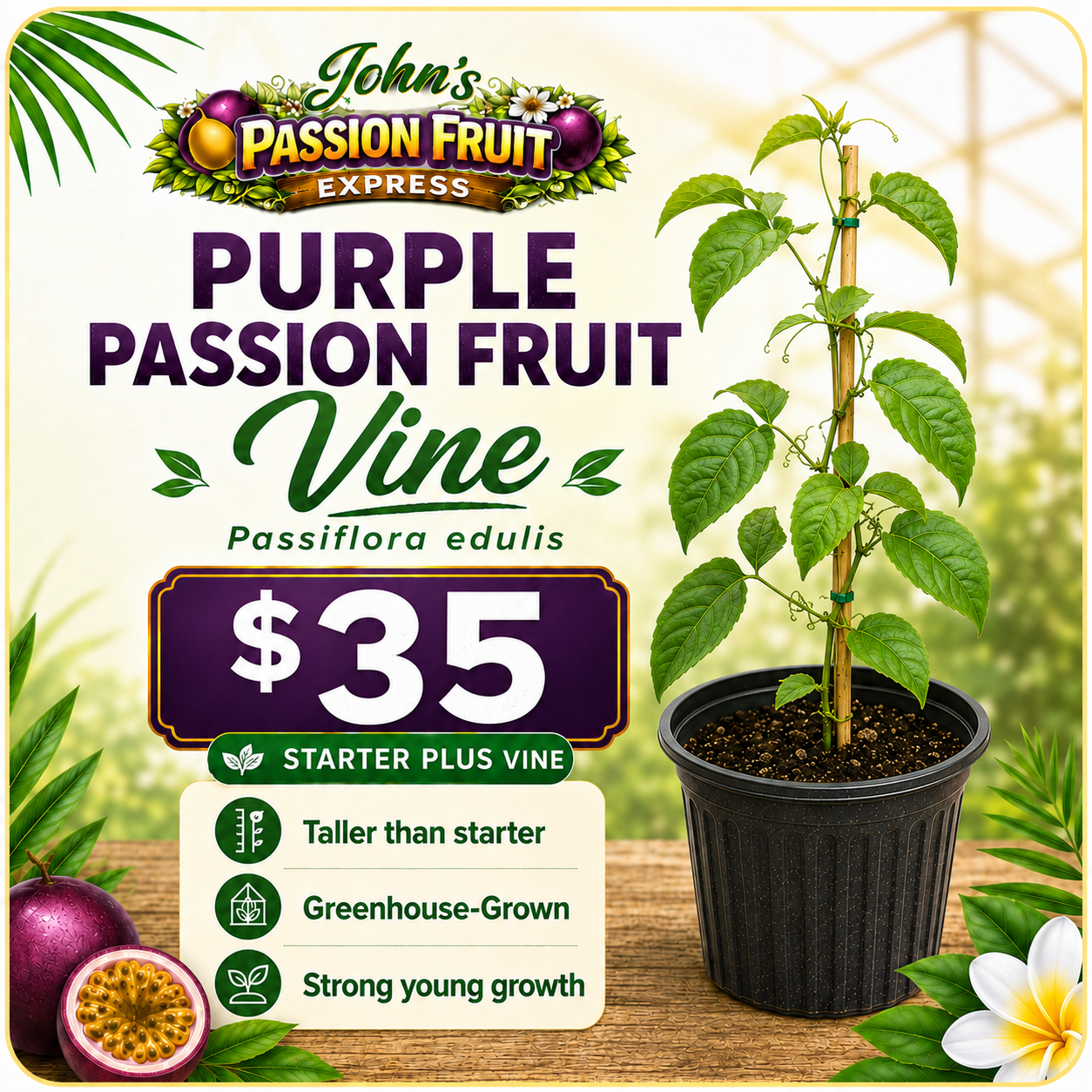 premium passion fruit plant – greenhouse grown starter vine