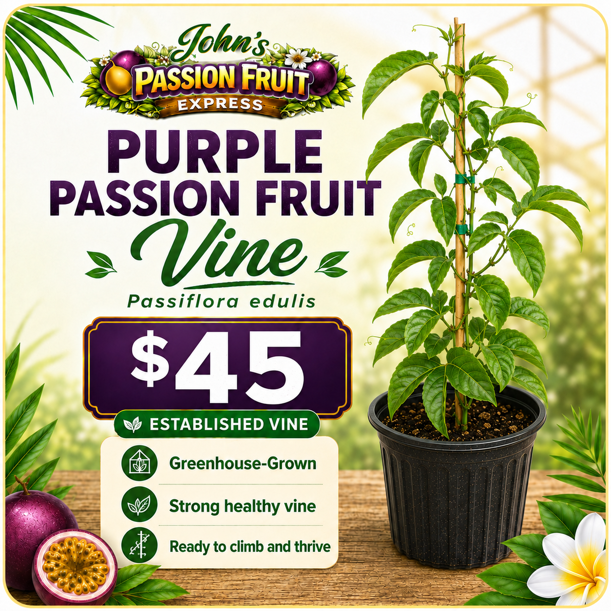 premium passion fruit plant – greenhouse grown starter vine