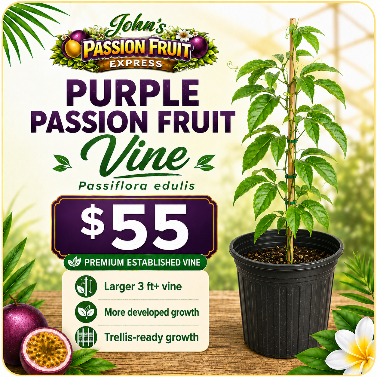premium passion fruit plant – greenhouse grown starter vine premium passion fruit plant – greenhouse grown starter vine