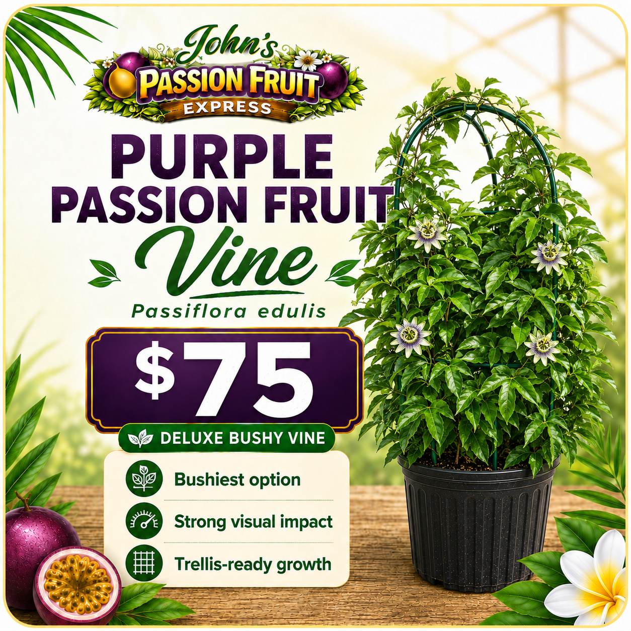 premium passion fruit plant – greenhouse grown starter vine